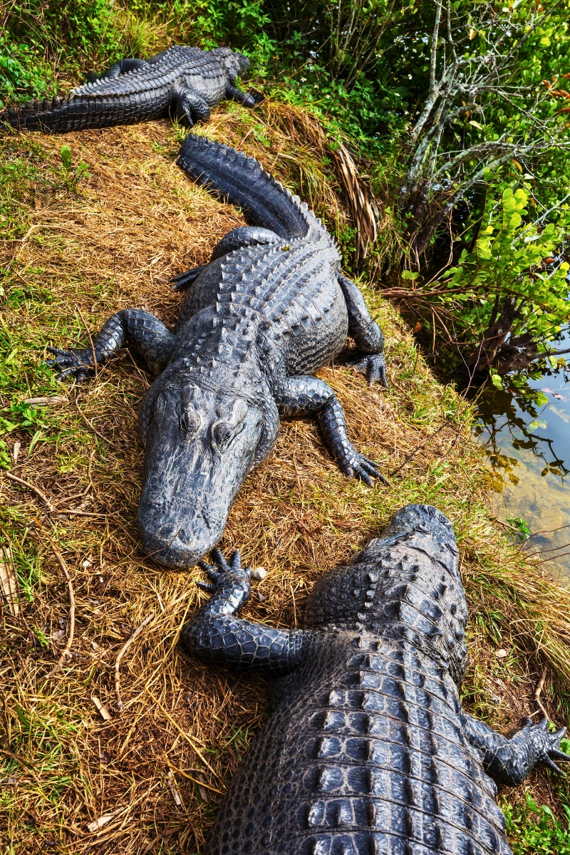 three large gators on land at the wetlands in Florida