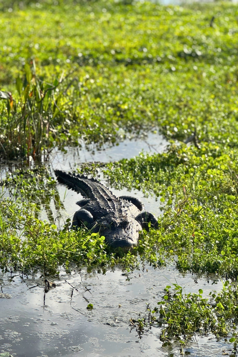 Florida wildlife photo of large Alligator in Florida wetlands