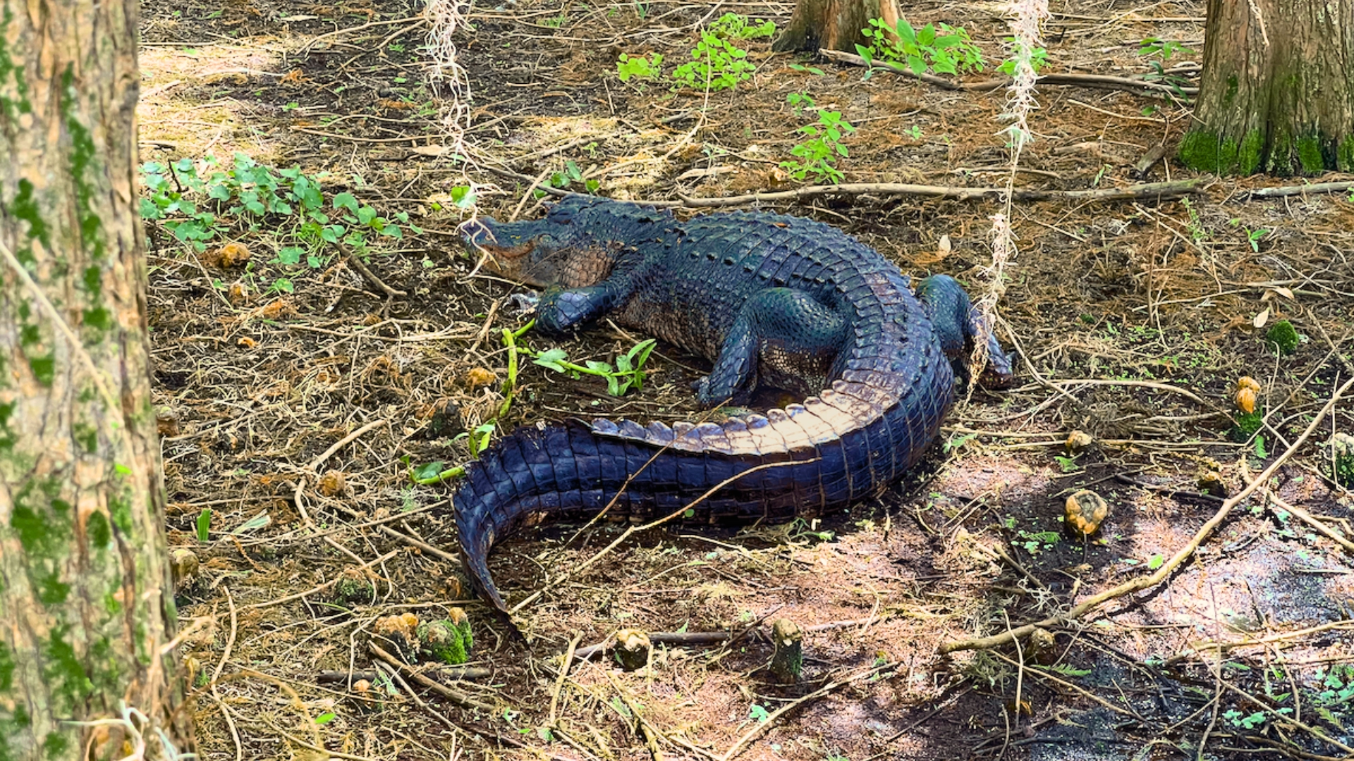 view of Florida Alligator on land and brush in Wetlands at Green Cay Nature Center