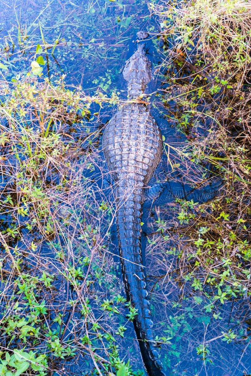 Florida alligator view from above with tail poking through water in nature preserve
