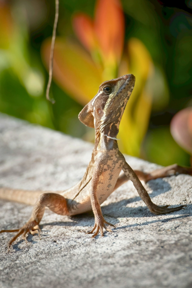 large brown basilisk lizard perched up on sidewalk in Florida