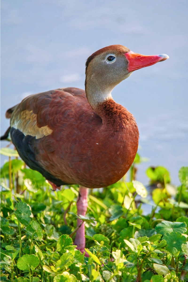 Black-bellied whistling duck, standing on one leg in the wetlands in Florida nature preserve