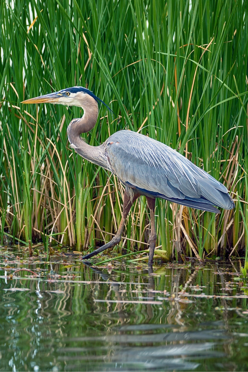 great blue heron in Floridas best nature preserve