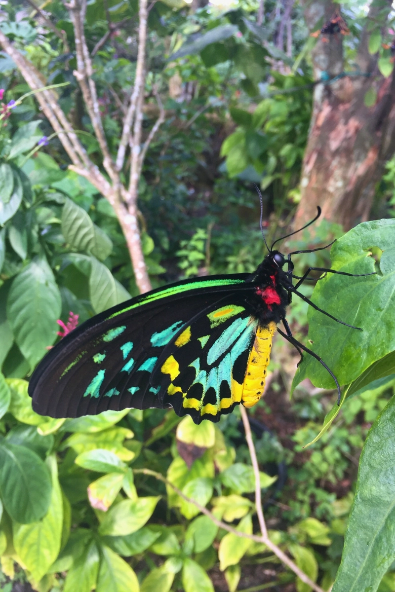 Green birdwing Butterfly views from the side at Butterfly World in Coconut Creek Florida