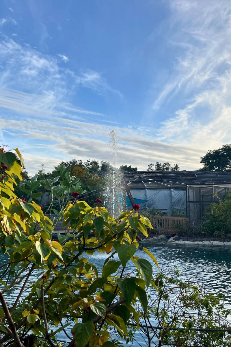 Coconut Creek in South Florida is home to Butterfly World, a hidden gem when looking for places to go in Florida
