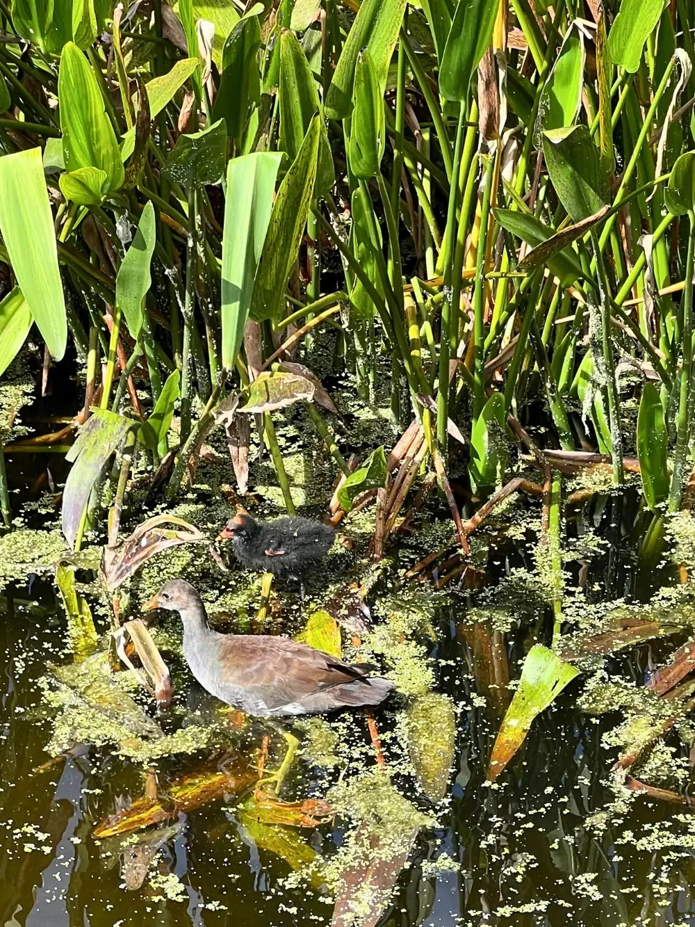 ducks in the water, viewed from the boardwalk at Green Cay Nature Center