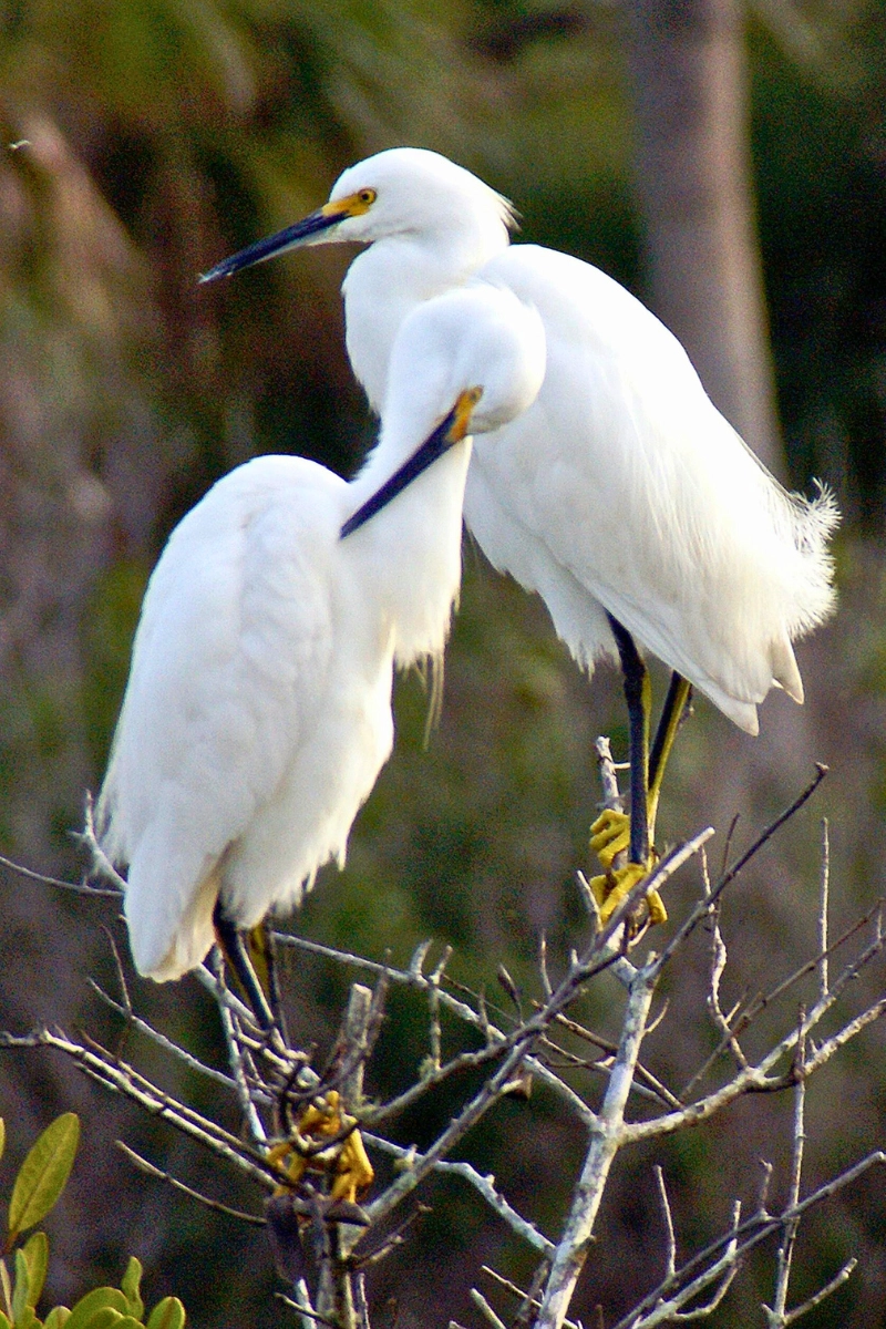 Florida wildlife native birds, two snowy egrets with white feathers and black beaks