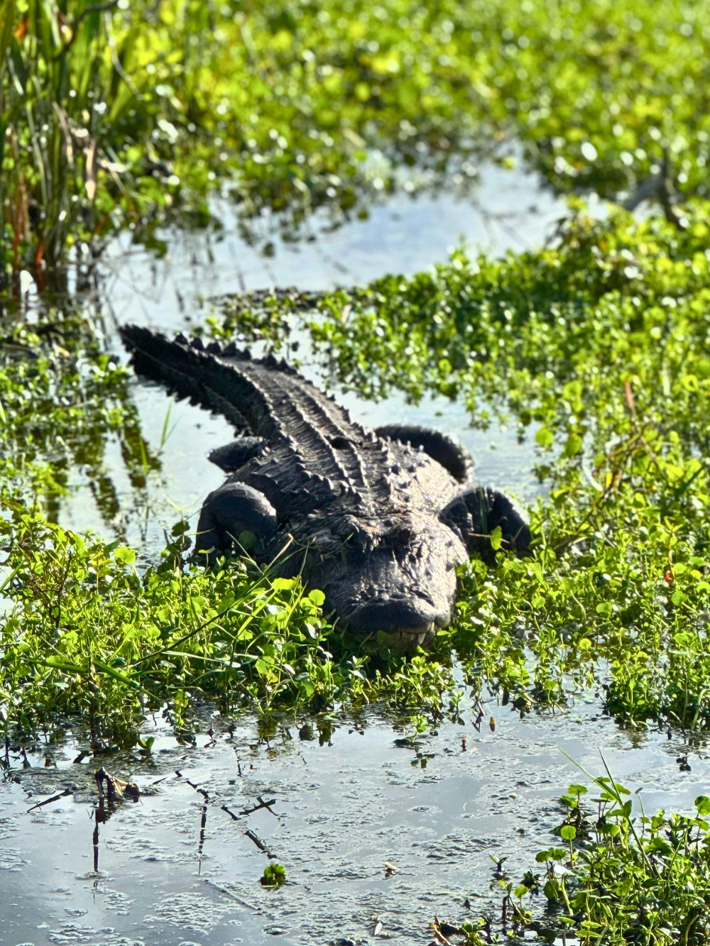 Florida Alligator in the water at Green Cay Wetlands and Nature Center in Boynton Beach Florida