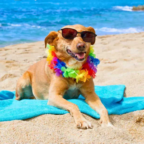 Florida for tourists guides and everything needed to explore the sunshine state for visitors