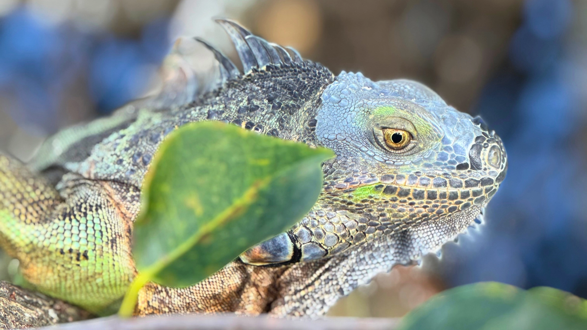 closeup photo of iguana at Green Cay Wetlands and Nature Center in Boynton Beach Florida