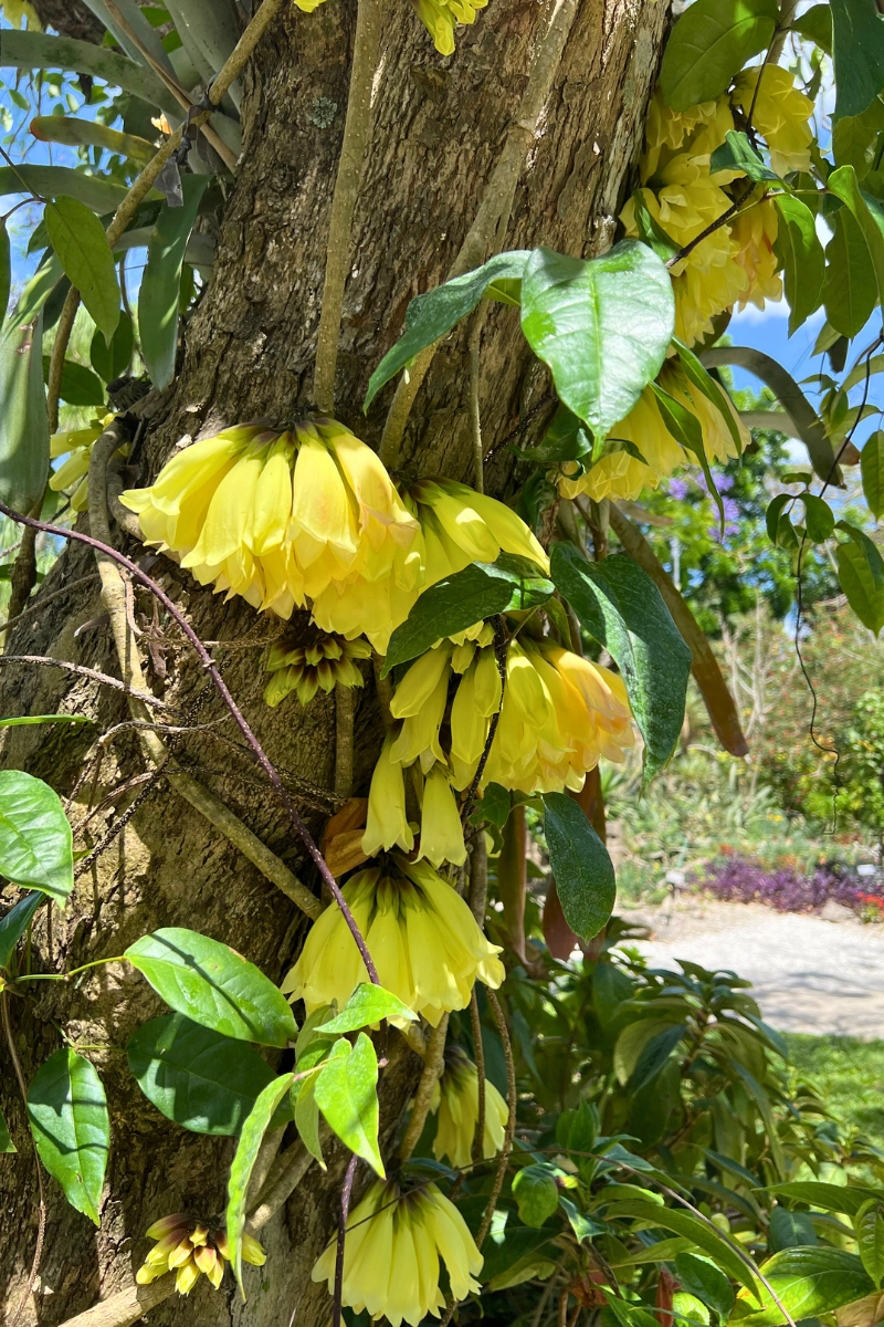 Yellow tacoma stans flower at Mounts Botanical Gardens in Palm Beach Florida