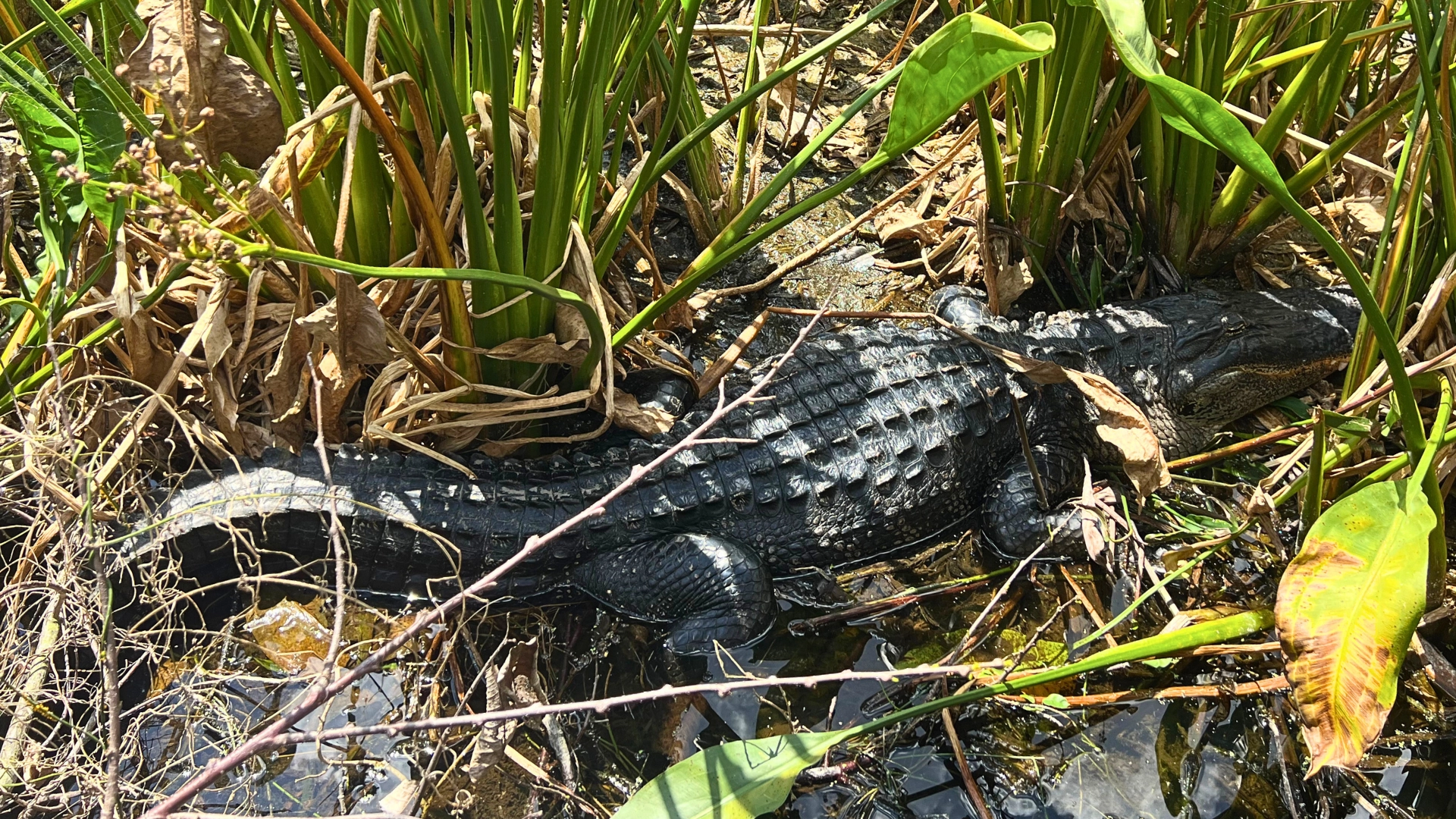 view from above of a large Florida alligator in the swampy water at Green Cay Wetlands