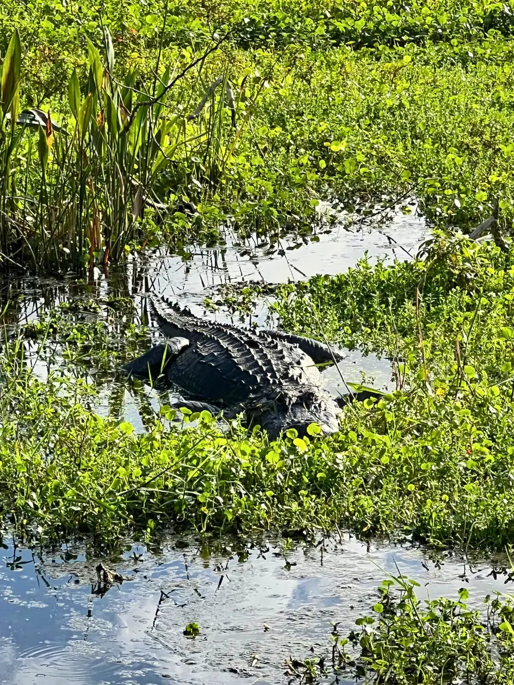large florida alligator floating in marsh of Green Cay Wetlands