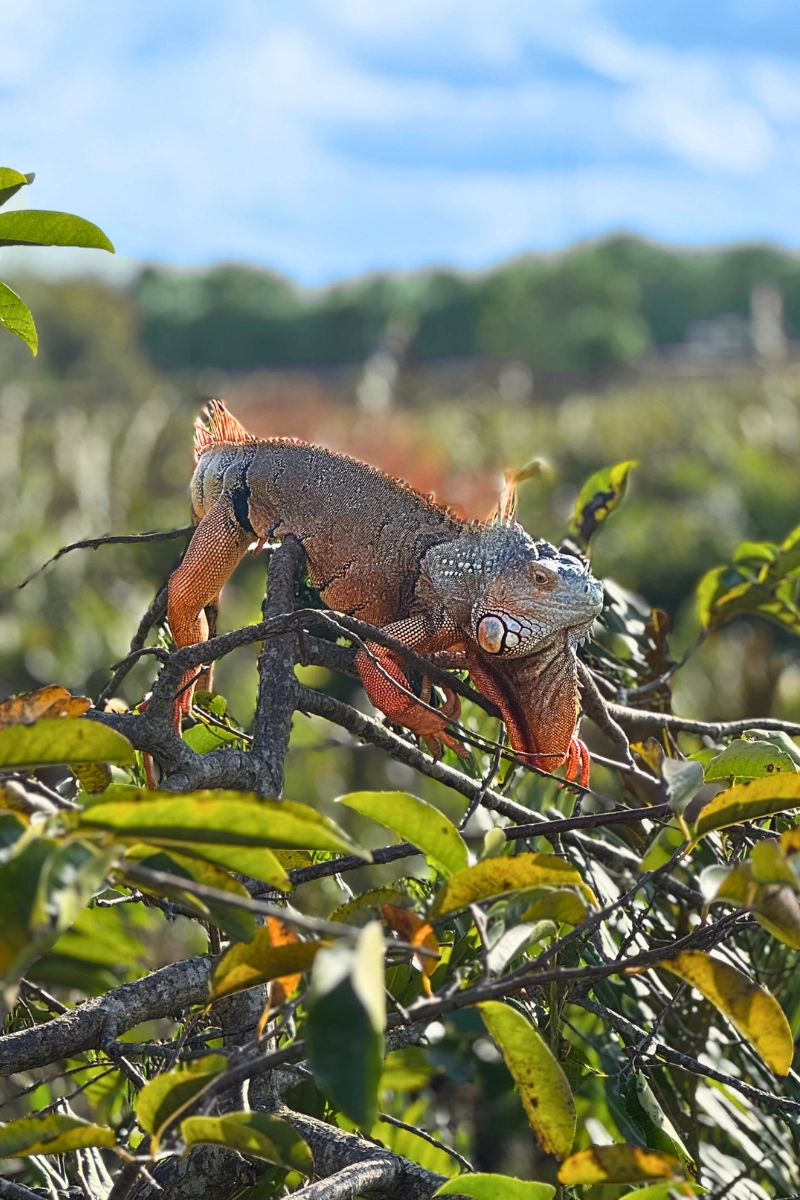 large green iguana hanging on tree branch in Green Cay Wetlands in South Florida