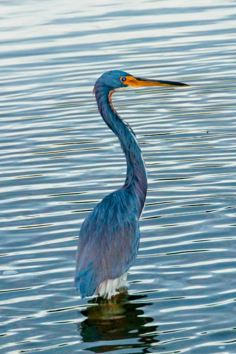 side view of tricolored heron in water in Florida wetlands