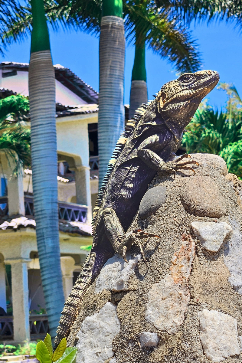 black-spiny tail iguana perched on rock from side in sunny South Florida
