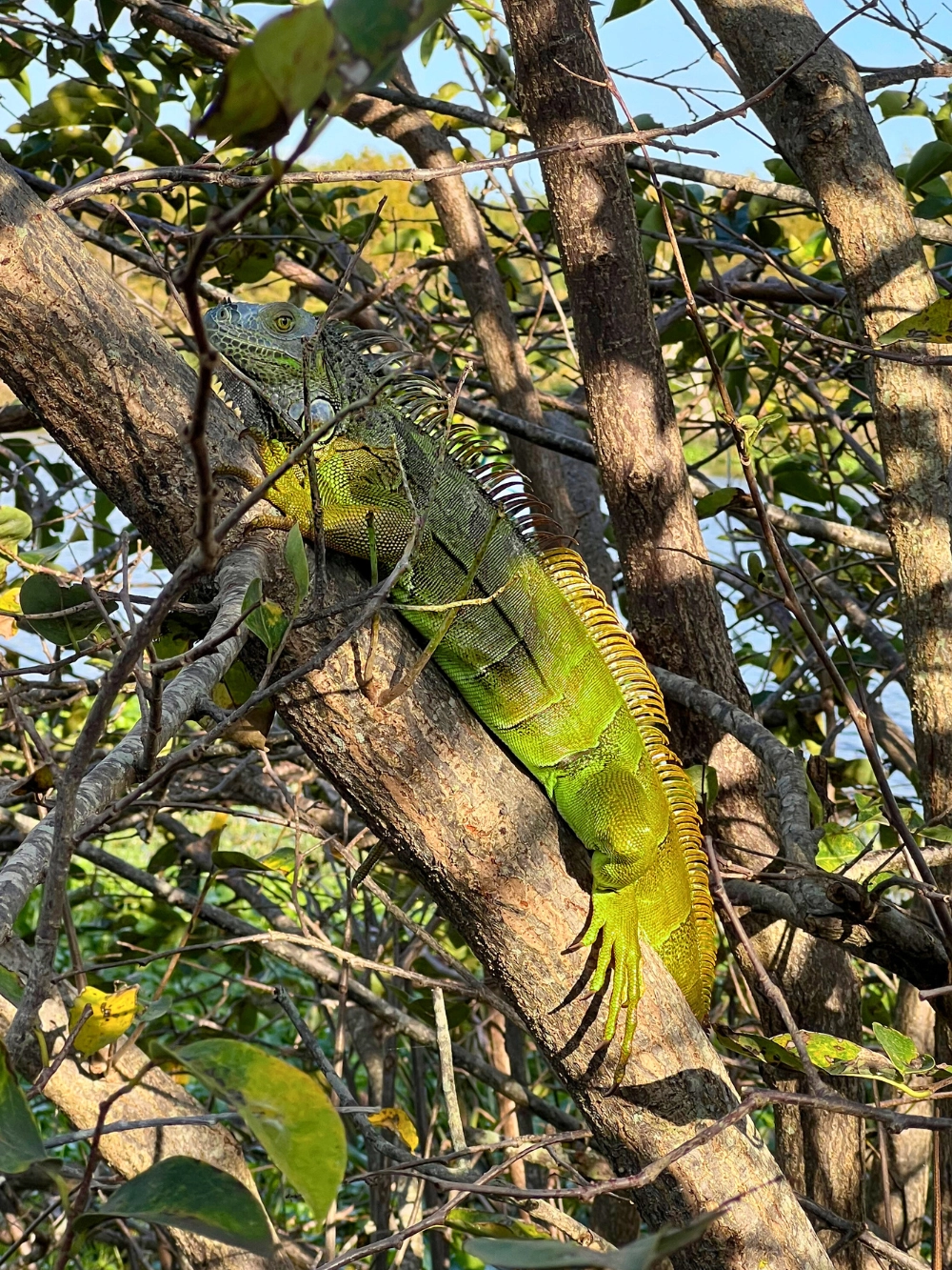 Large green iguana on tree branch at Green Cay Wetlands