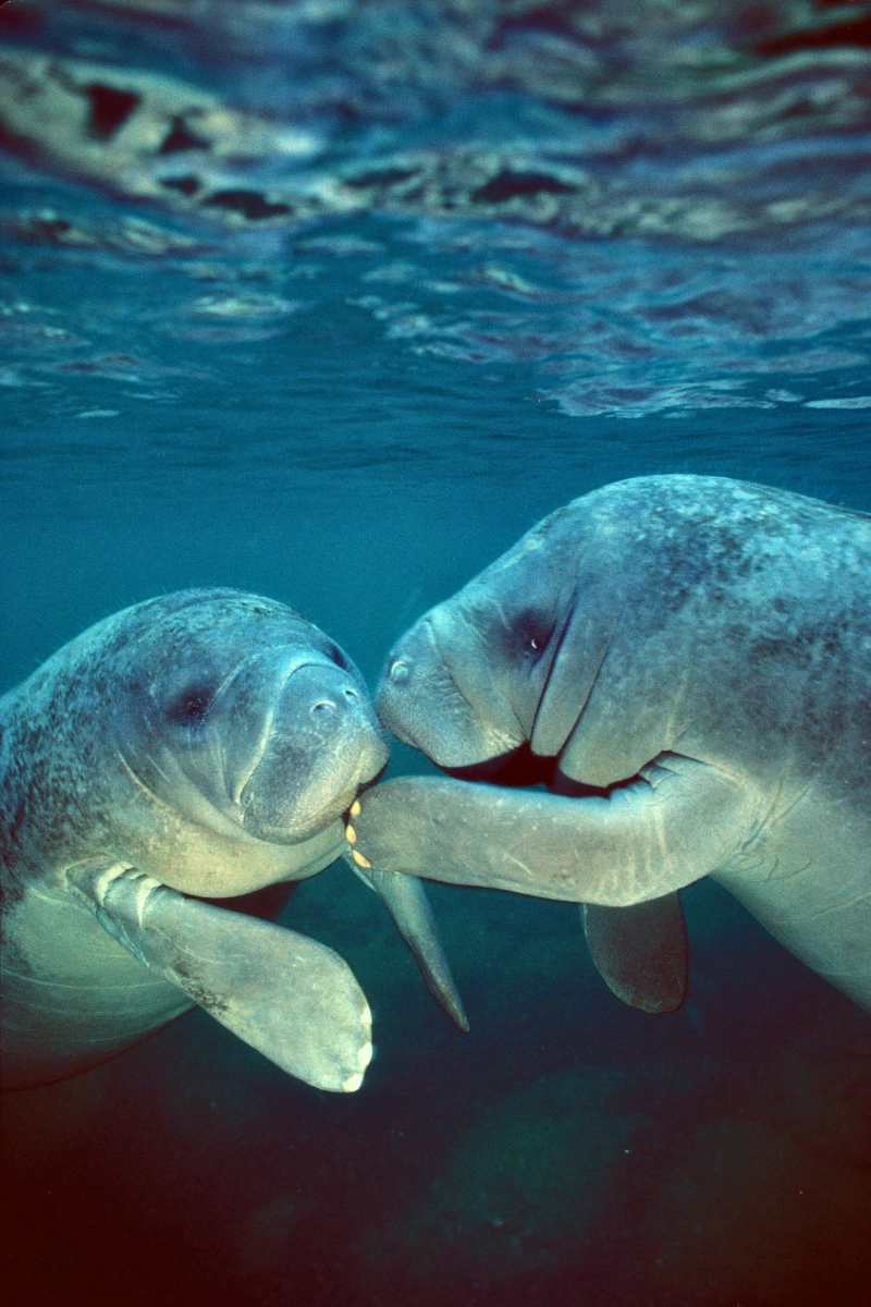 Two Florida manatees underwater in Crystal River Florida