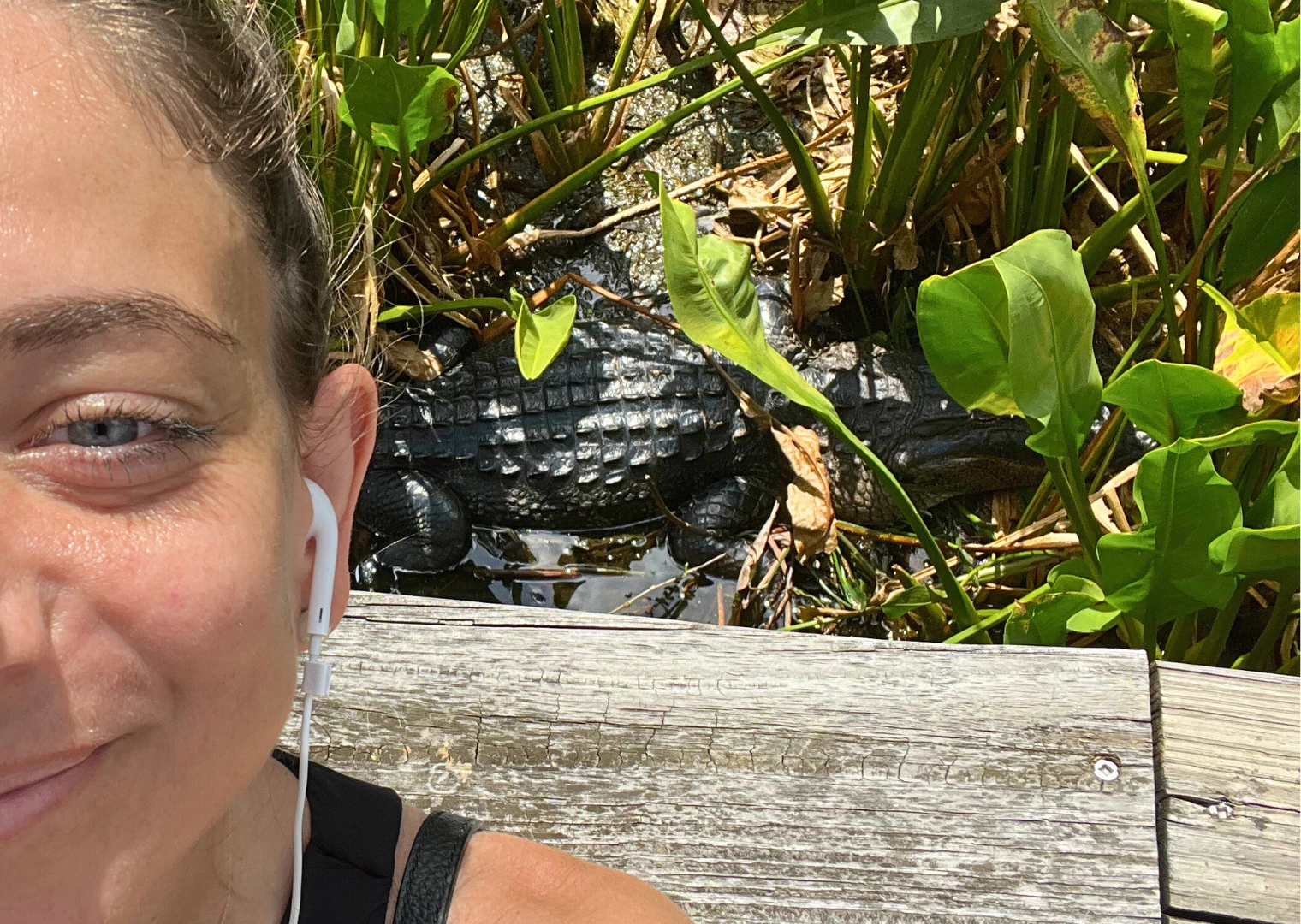 photo taken over the shoulder of an alligator in the swamp in Green Cay Wetlands in Palm Beach Florida