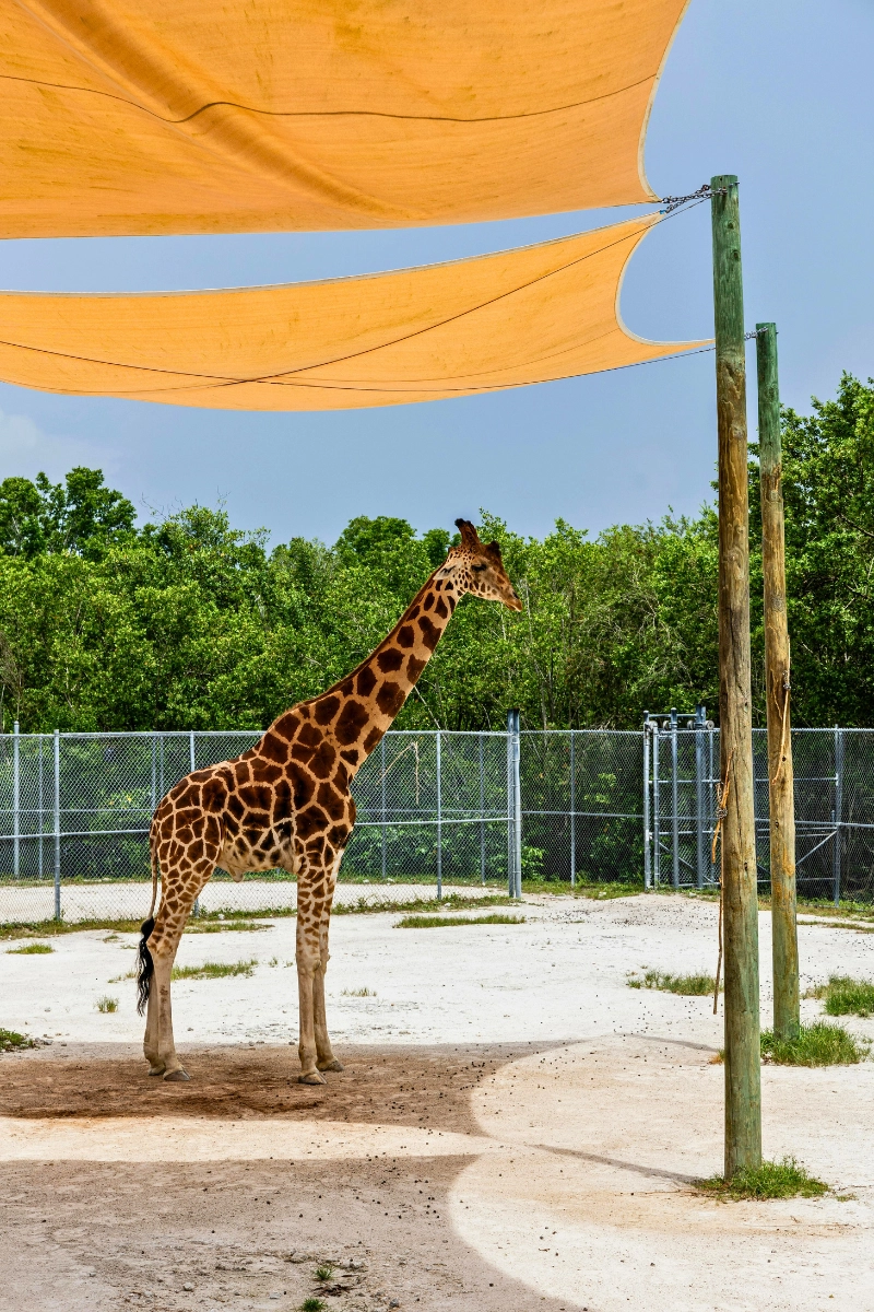 Top Florida vacation spot Naples Zoo photo of side view of giraffe