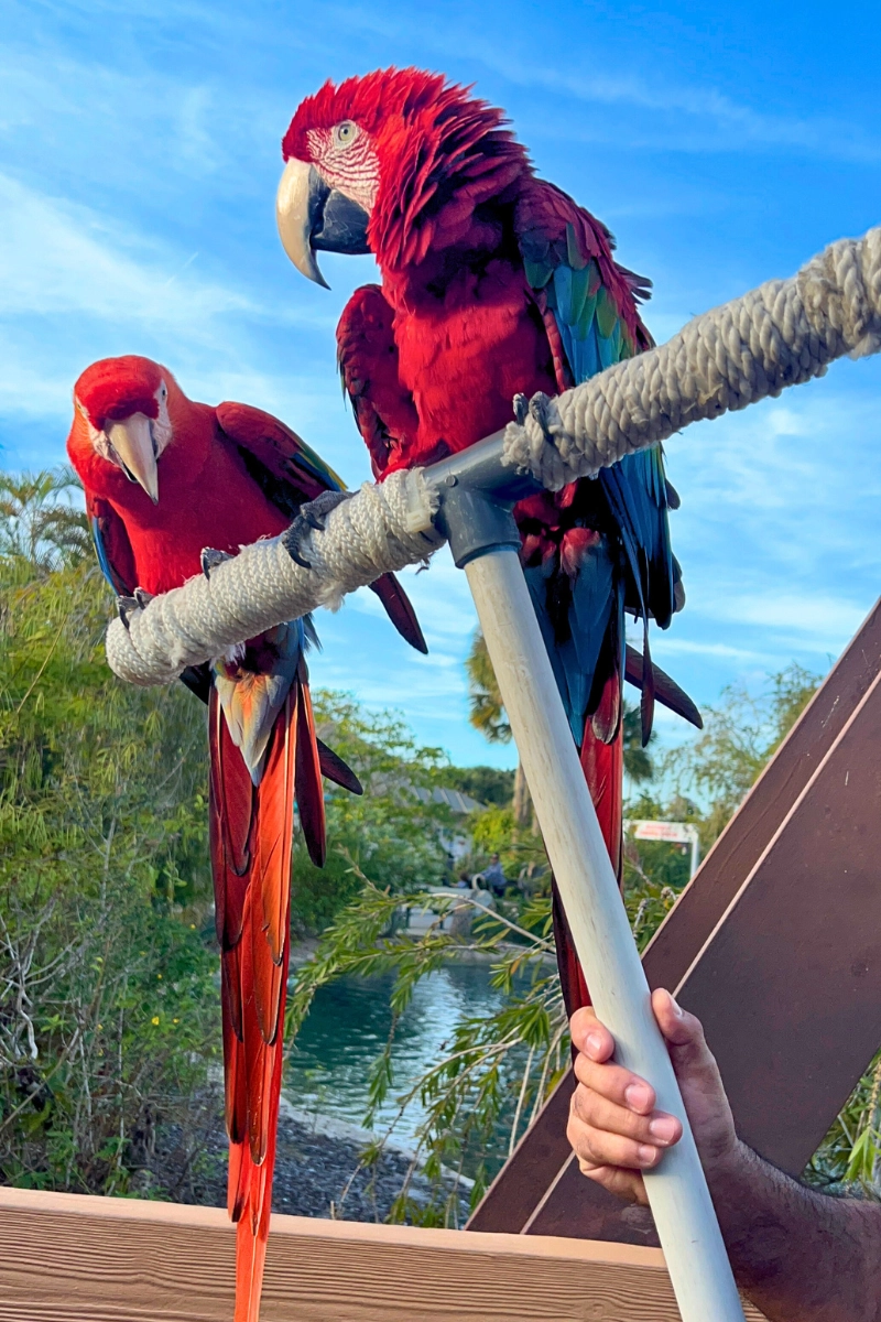 two large scarlet macaws sitting on post being help up by hand at Butterfly World in Florida