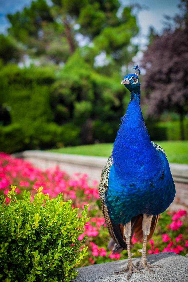 large indian blue peafowl peacock in a garden in Sarasota Florida