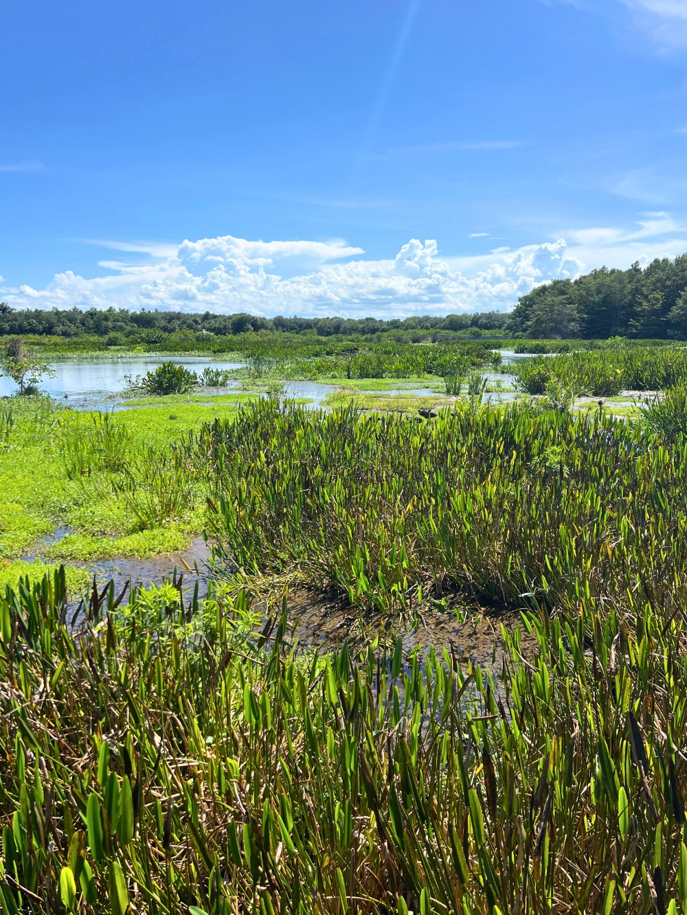 scenic view of Green Cay Wetlands of tall grass and swampland