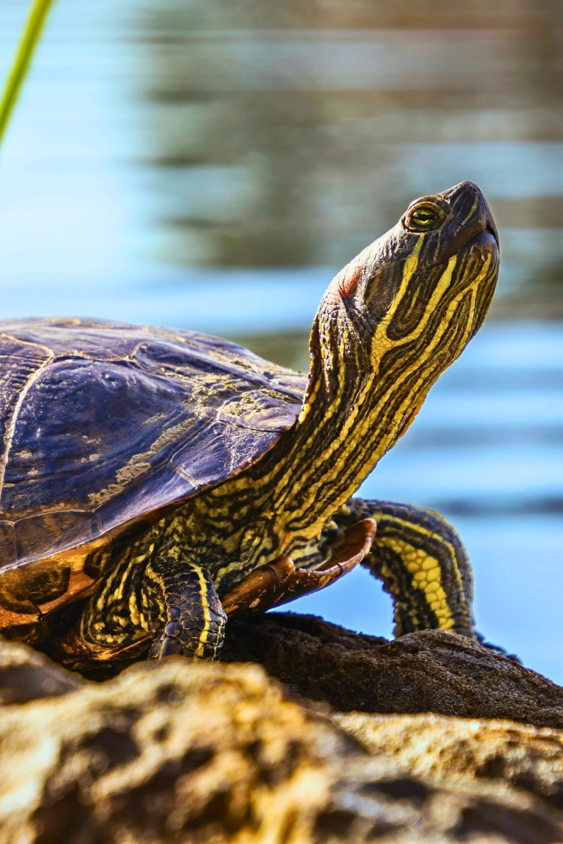 Florida wildlife yellow-bellied slider turtle native to the Florida wetlands