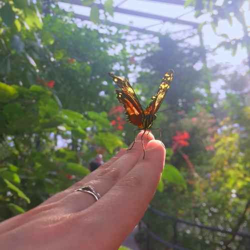 Butterfly landing on persons hand at Butterfly World in South Florida