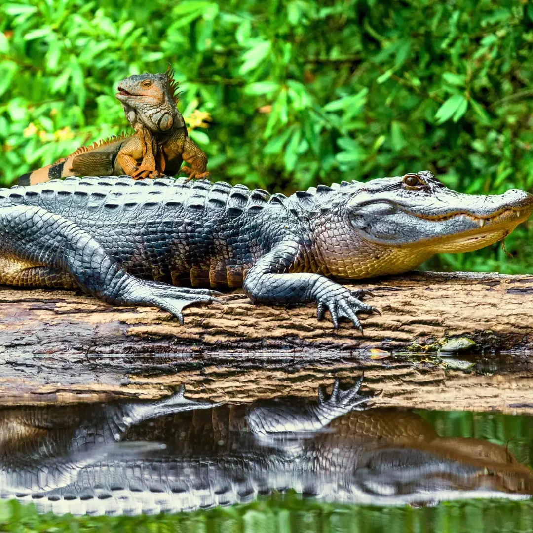 Florida obsession wildlife how crazy Florida is with alligators and iguanas all over