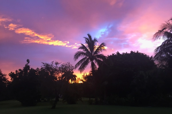 Purple sunset with backlit palm trees in local Parkland Florida yard