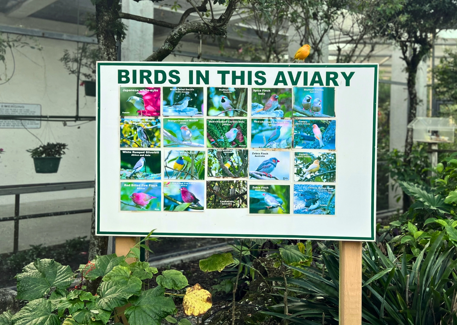 photo of yellow bird perched on sign that reads "Birds in this Aviary" at Butterfly World in Coconut Creek