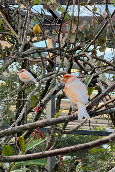 Photo of mosaic canaries in tree in aviary at Butterfly World