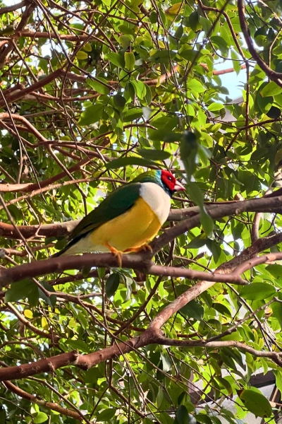 Photo of gouldian finch in tree in aviary at Butterfly World