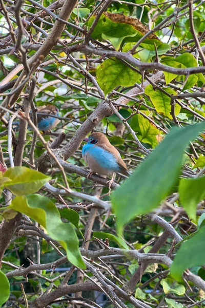 Photo of blue waxbill in tree in aviary at Butterfly World