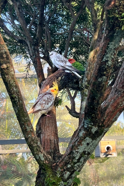 photo of cockatoos in tree in aviary at Butterfly World
