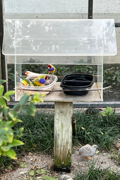 photo of gouldain finches eating at Butterfly World