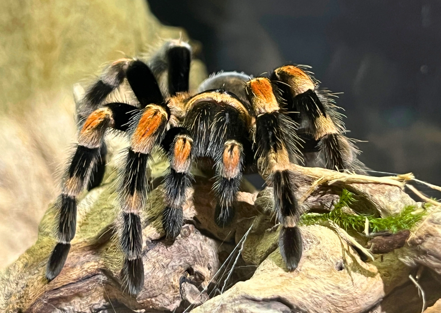 Close up photo of Mexican red-knee tarantula in the Bug Zoo at Butterfly World Florida