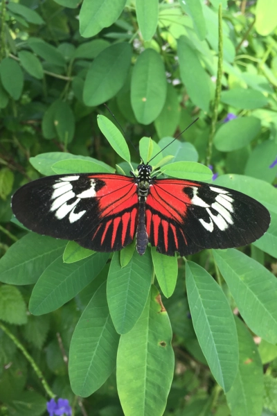 photo of Doris Longwinged Butterfly at Butterfly World in South Florida
