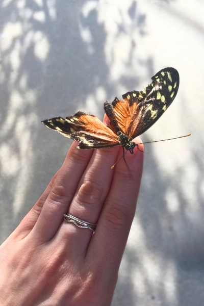 photo of butterfly on fingers at Butterfly World