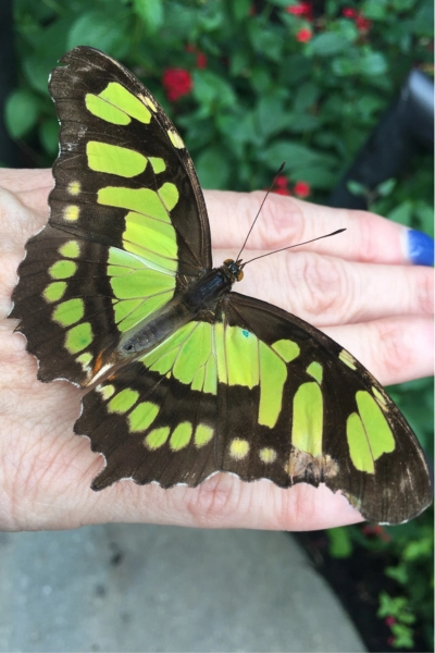 photo of green malachite butterfly landed on a hand at Butterfly World