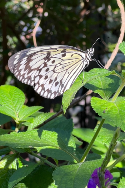 photo of paper kite Butterfly at Butterfly World in South Florida