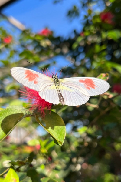 photo of Madeira longwing Butterfly at Butterfly World in South Florida