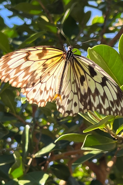 photo of large paper kite Butterfly at Butterfly World in South Florida