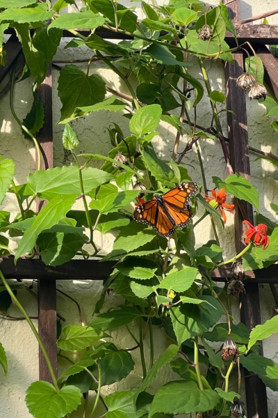 photo of monarch Butterfly at Butterfly World in South Florida