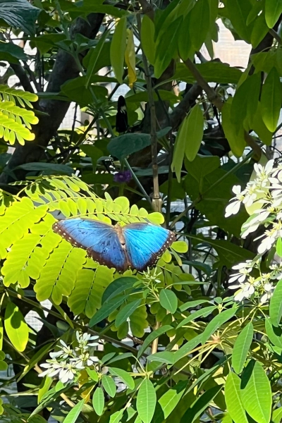 Photo of Peleides blue morpho butterfly at Butterfly World
