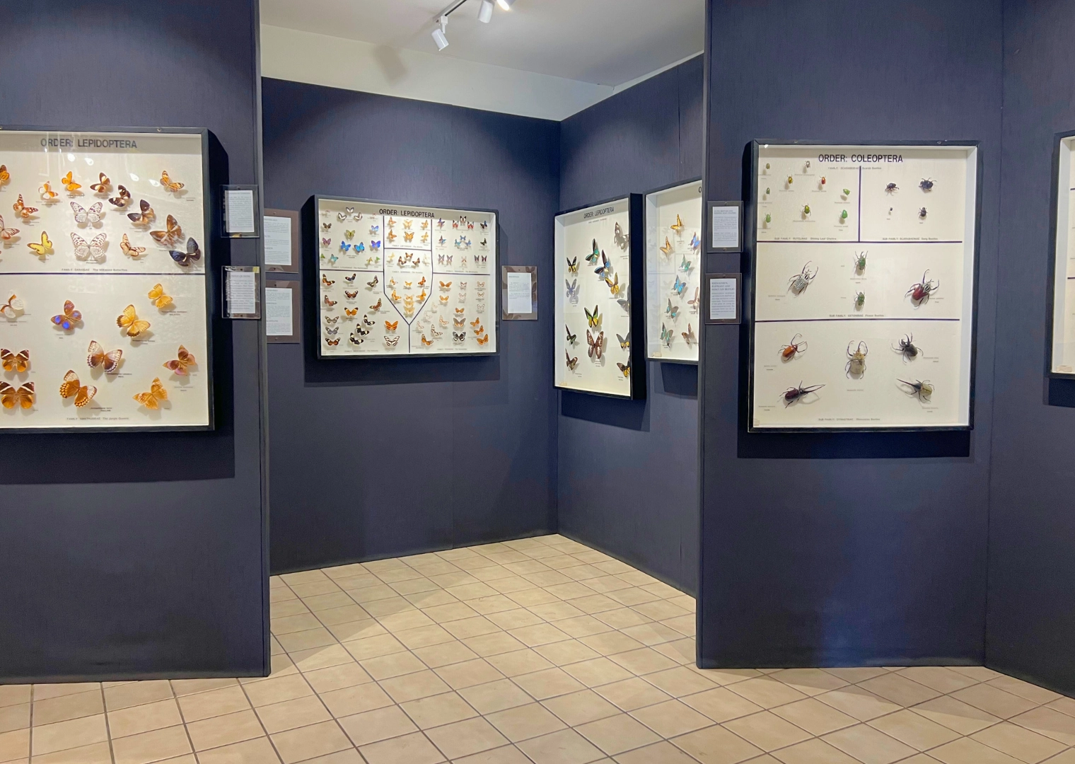 Butterfly and bug exhibit inside Butterfly Museum at Butterfly World South Florida