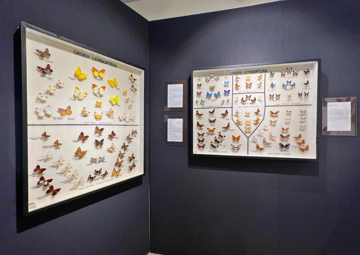 Butterfly exhibit inside Butterfly Museum at Butterfly World South Florida