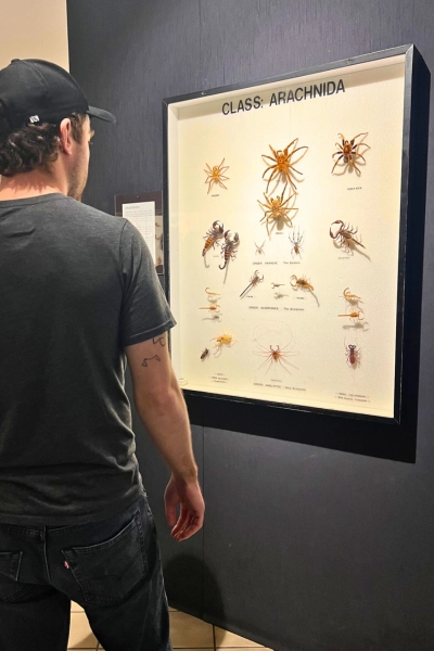 person looking at preserved arachnida through glass inside Butterfly Museum at Butterfly World South Florida