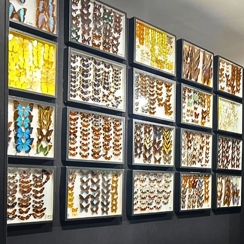 Photo of Butterfly species in cases in exhibit in Butterfly World in South Florida